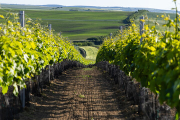 Obraz premium vineyards in spring in Moravia Czech Republic