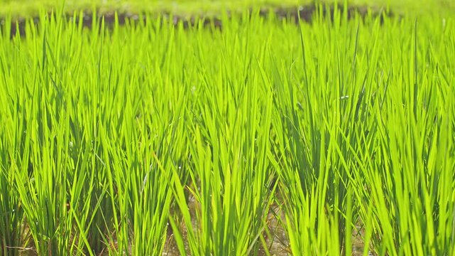 Vibrant Green Rice Field Texture in Bali, Natural Agricultural Background And Sustainable Farming