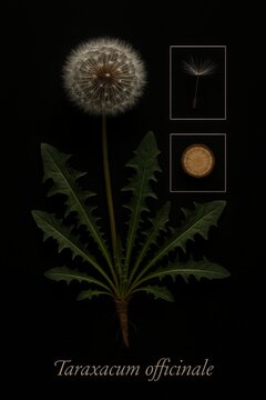 Taraxacum officinale botanical study showing seed head, taproot, and single magnified pappus