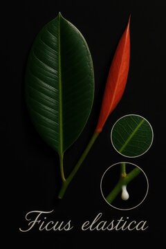 Ficus elastica botanical study showing glossy leaf, crimson new growth, and magnified vein detail