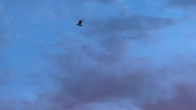 Pink Sky Bird In Flight