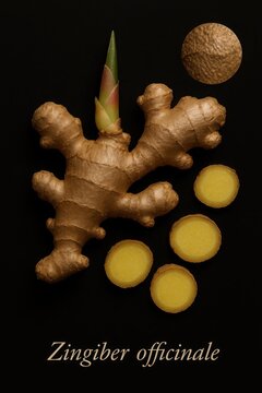 Culinary root specimen combining fibrous ginger rhizome with cross-cut slices and sprout detail