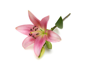 Lily flower isolated on white background  © Maispring