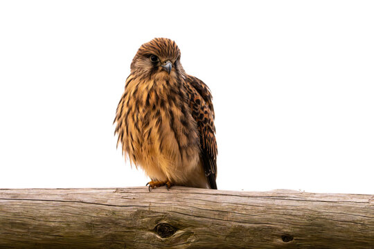 Kestrel perched on wooden log against white background