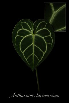 Ornamental Anthurium clarinervium leaf presented with magnified inset in academic illustration style