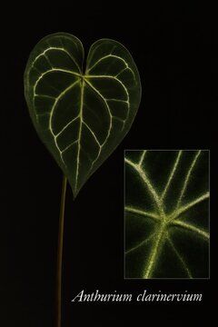 Detailed botanical study of Anthurium clarinervium emphasizing vein structure and leaf morphology