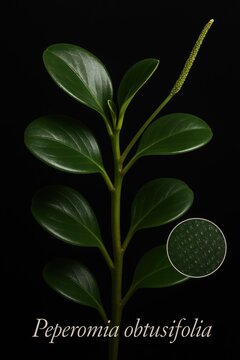 Comprehensive botanical plate featuring peperomia obtusifolia stem flower spike and circular texture inset