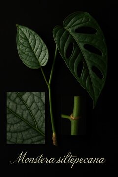 Academic poster showcasing juvenile and mature leaf morphology transitions in monstera siltepecana