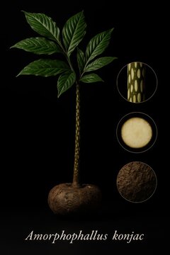 Comprehensive botanical study of amorphophallus konjac showing compound leaf and corm section