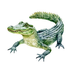 Fototapeta premium Crocodile, high quality watercolor illustration with transparent textures, isolated on a white background.