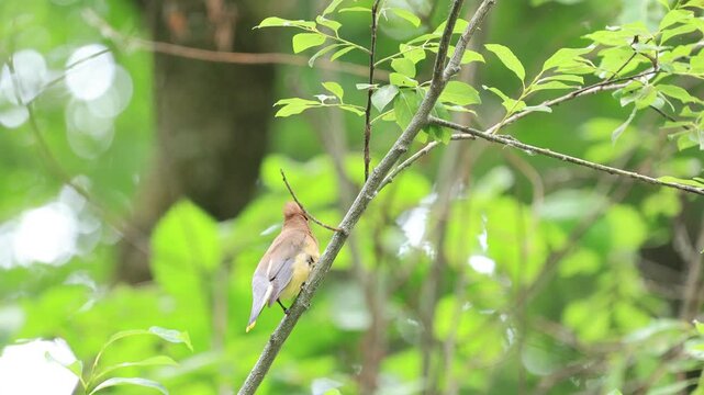 Jaseur d'Am&eacute;rique sur une btranche, Qu&eacute;bec, Canada	
