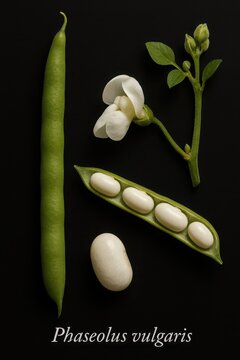 Fresh green bean presented with anatomical extras including pale kernel and butterfly-shaped blossom