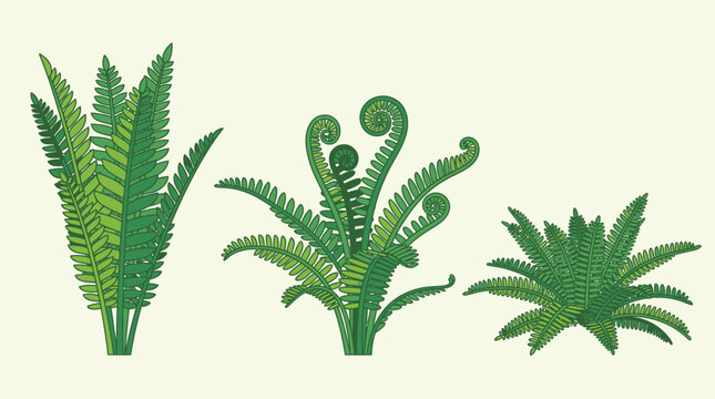 Conjunto de ilustra&ccedil;&otilde;es vetoriais planas de plantas de samambaia verde em diferentes formas e est&aacute;gios de crescimento isoladas em um fundo claro para design bot&acirc;nico