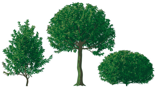 Ensemble d'arbres et arbustes verts isol&eacute;s sur fond blanc, comprenant un petit arbre, un grand arbre &agrave; feuilles caduques et un buisson dense pour le design paysager.