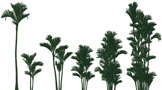 Conjunto de palmeiras tropicais isoladas em fundo branco, apresentando diferentes alturas e formas de folhagem para projetos de paisagismo e design arquitet&ocirc;nico.