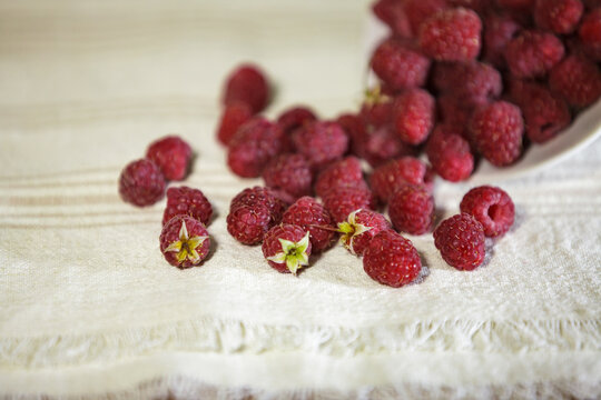 Ripe red raspberries spilled from a bowl on a white linen tablecloth with copy space.
