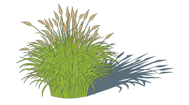 Ilustra&ccedil;&atilde;o vetorial de uma touceira de grama ornamental verde com plumas e sombra projetada, isolada em fundo branco, ideal para design paisag&iacute;stico e elementos gr&aacute;ficos de jardim.