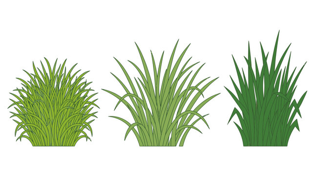 Conjunto de tr&ecirc;s ilustra&ccedil;&otilde;es vetoriais planas de tufos de grama verde isolados em um fundo branco, representando diferentes tipos de vegeta&ccedil;&atilde;o de jardim para design gr&aacute;fico.