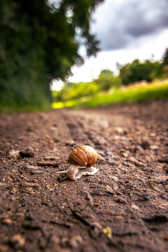 Snail slowly crossing a dirt path outdoors