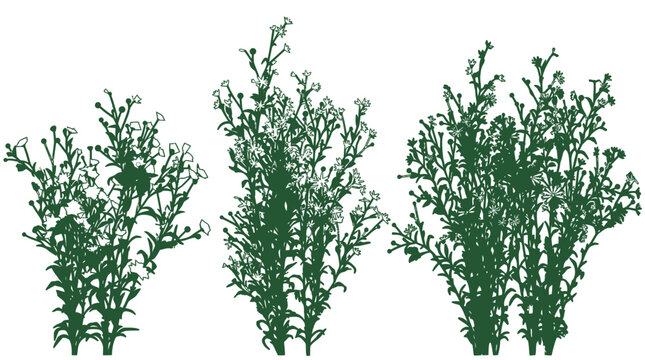 Ensemble de trois illustrations vectorielles de buissons de fleurs sauvages vertes isol&eacute;es sur un fond blanc pur pour des projets de design graphique et paysager.