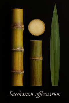 Morphological layout of Saccharum officinarum showing stalk node and cross section