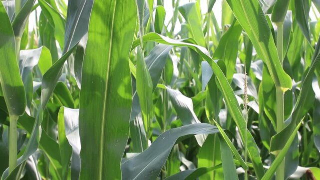 Detail of fresh green maize plants growing in a corn field on a sunny summer day with fertile agricultural farmland