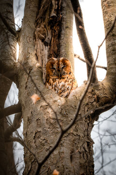 Sleeping tawny owl resting inside a tree hollow
