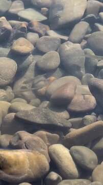 Small fish swimming over clear river pebbles in shallow water.