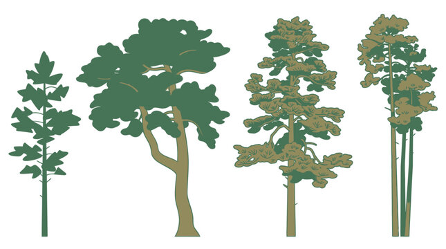 Ensemble de quatre illustrations vectorielles stylis&eacute;es repr&eacute;sentant diff&eacute;rents types de pins et de conif&egrave;res sur un fond blanc pur pour des projets de design graphique.