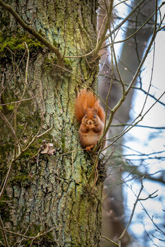 Red squirrel eating on a mossy tree trunk