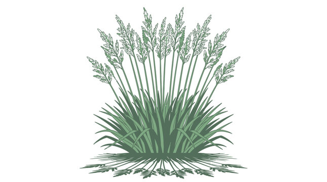 Illustration vectorielle d'une touffe d'herbe ornementale verte avec des &eacute;pis de fleurs sur un fond blanc pur, id&eacute;ale pour le design graphique et les projets de d&eacute;coration naturelle.