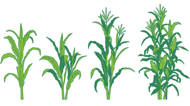 Illustration vectorielle montrant les &eacute;tapes de croissance du ma&iuml;s, du jeune plant &agrave; la plante mature avec des &eacute;pis, isol&eacute;e sur un fond blanc pour des projets agricoles.