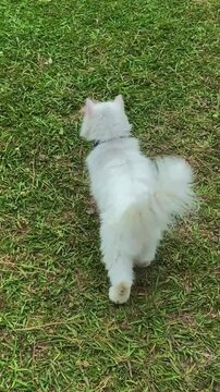 White Persian cat walking and exploring green grass in a garden