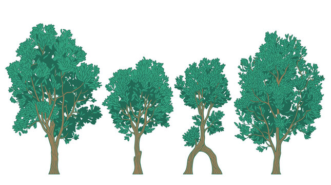 Ensemble de quatre arbres feuillus stylis&eacute;s avec des troncs bruns et un feuillage vert dense, isol&eacute;s sur un fond blanc pur pour des projets de design graphique et d'illustration.