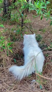 White Persian cat exploring and walking through a pine forest and green bushes