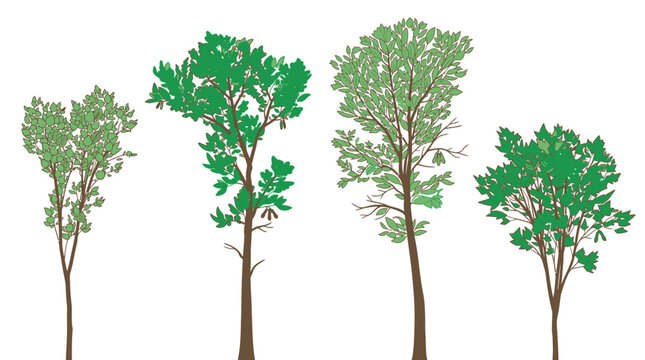 Ensemble d'illustrations vectorielles de quatre arbres feuillus distincts avec des troncs bruns et un feuillage vert d&eacute;taill&eacute;, isol&eacute;s sur un fond blanc pour des projets de design.