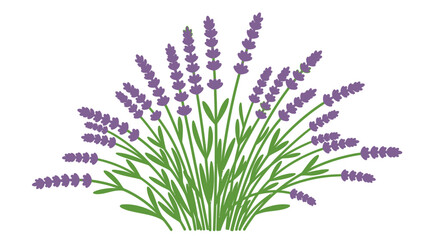 Fototapeta premium Un buisson de lavande aux fleurs violettes et aux feuilles vertes sur fond blanc, illustration vectorielle.