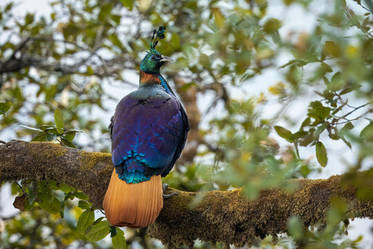 Himalayan monal perched in a tree in the Himalayan mountains