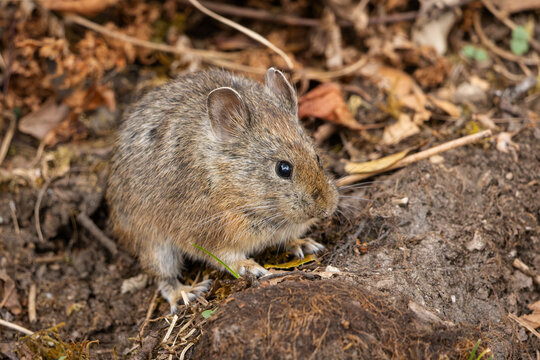 Himalayan Hare foraging in the Himalayan forest