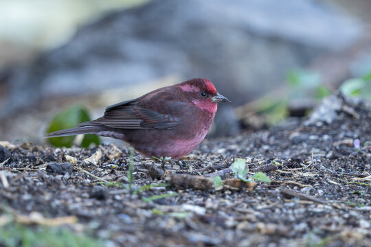 Spot-winged Rosefinch foraging on the ground
