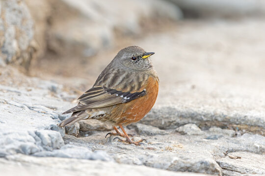 Alpine accentor perched on a rock in the Himalayan mountains