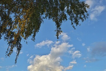 Liście brzozy na tle nieba  © Adam