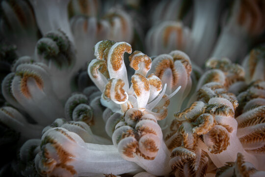 Jakobsen's Phyllodesmium @ Romblon, The Philippines