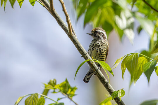 Speckled piculet perched on a branch