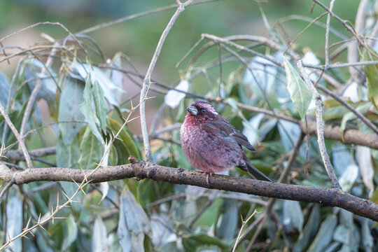 Pink-browed Rosefinch perched on a branch