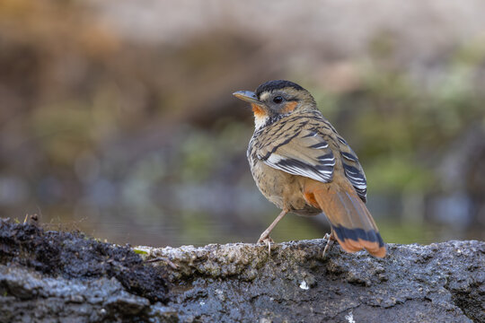 Rufous-chinned laughingthrush perched on a tree log
