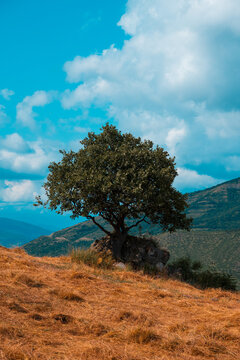 Solitary tree growing on mountain hillside landscape