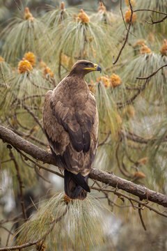 Steppe eagle perched on a branch in the Himalayan hills