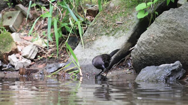 Quiscale bronz&eacute; sur le bord d'une rivi&egrave;re
