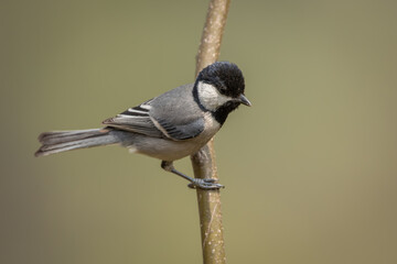 Asian tit perched on a branch © Wim
